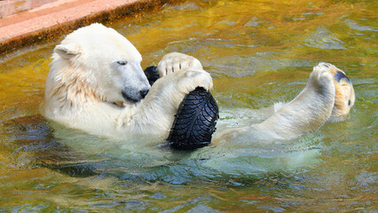 A happy polar bear is playing with a tire and enjoying the sunny weather on the beach. - 628207322