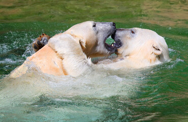 Naklejka premium Two Polar Bears are playing and fighting in the water.