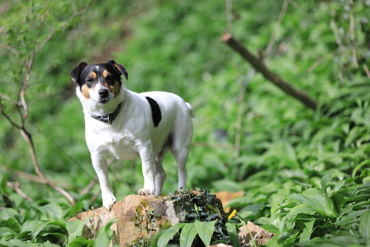 Jack Russel Terrier