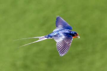 Barn swallow