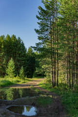 river in the forest
