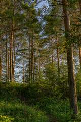 forest in autumn