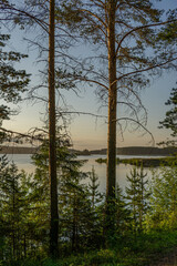 trees on the lake