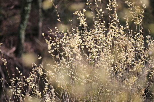 Fleurs de printemps