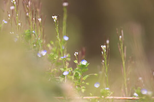Fleurs de printemps