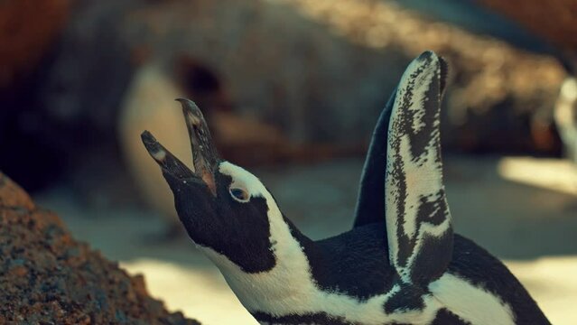 Penguin baby in South africa