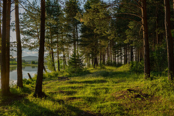 forest in autumn