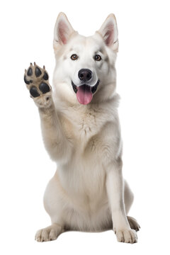 Dog giving high five isolated on white