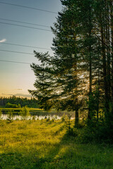 morning in the forest