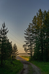 morning in the forest