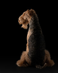 dog on a black background. Beautiful Airedale Terrier in the studio. 