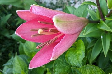 pink lily