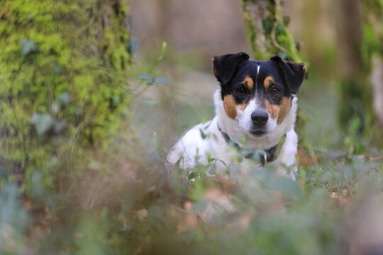 Jack Russel Terrier