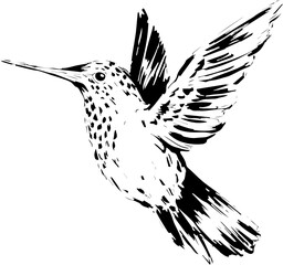 Colibri bird vector illustration in hand