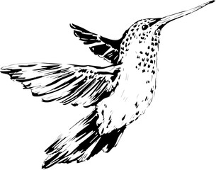 black and white bird vector