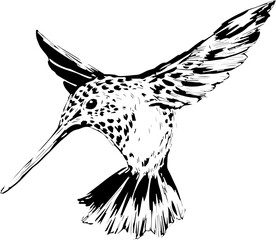 black and white bird