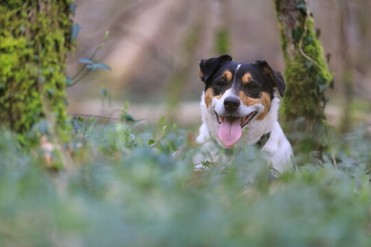 Jack Russel Terrier
