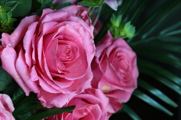 Close-up of blooming pink roses in bouquet