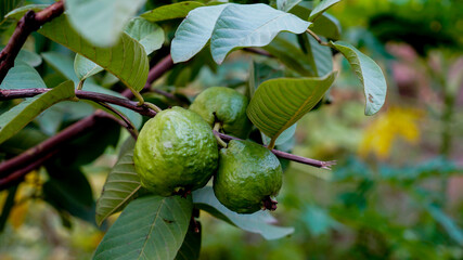 Indian guava tree