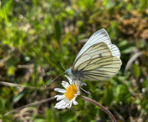 Weißer Schmetterling auf der Blüte einer Margerite