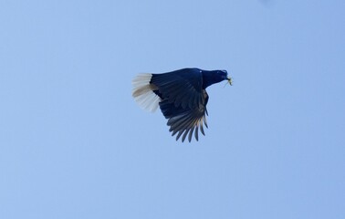 Cyanocorax cristatellus (Curl-crested jay) with a Gryllidae on its beak, in flight.