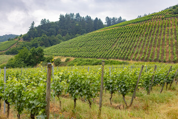 Fototapeta na wymiar vineyard in region Marienthal, Germany