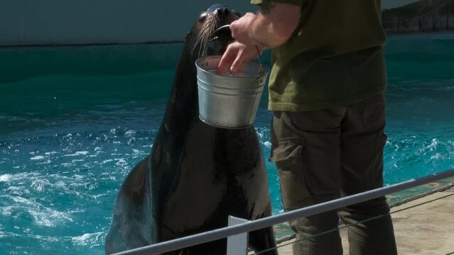 Trainer with sea lion in zoo. A zoo trainer feed the sea lion with fish by the water in the sun light.