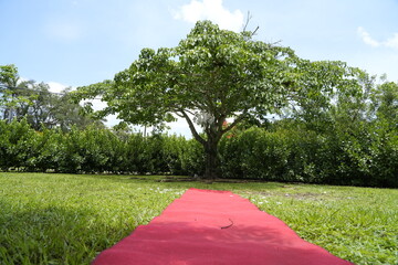 red carpet on green grass
