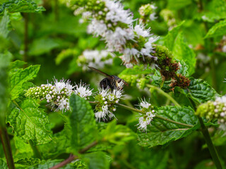 Juriniopsis adusta fly on spearmint plant
