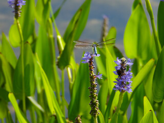Blue Dasher Skimmer Dragonfly on plant by pond