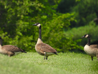 Canada goose on grass