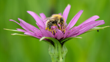 Knee deep in pollen