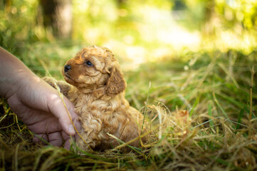 Fototapeta premium Toy poodle puppy 