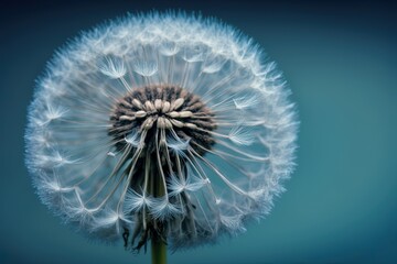 A close up of a dandelion on a blue background
