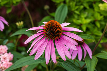 Purple coneflower, or echinacea, is a popular sun perennial.	
