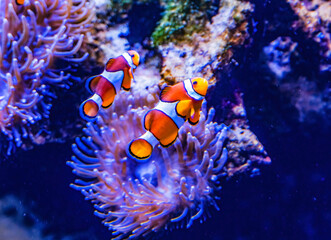 Fototapeta na wymiar Colorful Orange White Clownfish Waikiki Oahu Hawaii