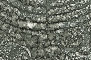 Abstract art with alcohol ink and watercolor. Modern Art. Interior picture