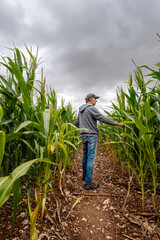 Farmer checking his cornfield