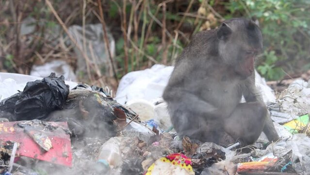 A macaque search food on a smoldering pile of garbage