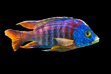Colorful Blue Peacock Cichlid Fish Waikiki Oahu Hawaii