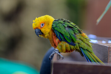 Colorful parrot sitting on a wood
