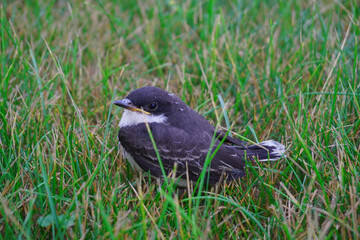 Eastern kingbird is a medium- sized songbird that is dark black to grey-black on the head and back with white coloration on the throat. Baby birds playing on grass in garden.