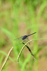 closeup the dark blue dragonfly hold on grass plant leaf soft focus natural green brown background.