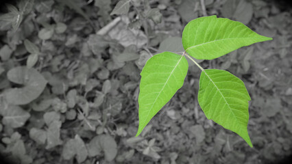 Green poison ivy leaves stand out against gray de-saturated foliage background. Copy space