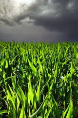 Corn field before a thunderstorm