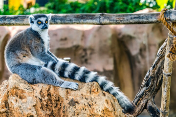 Black White Ring-Tailed Lemur Waikiki Hawaii