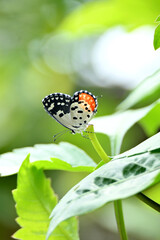 closeup the beautiful orange white black color butterfly hold on the dahlia flower plant leaf soft focus natural green brown background.