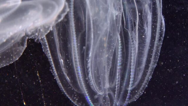 Invasive jellyfish ctenophora (Mnemiopsis leidyi), Black Sea