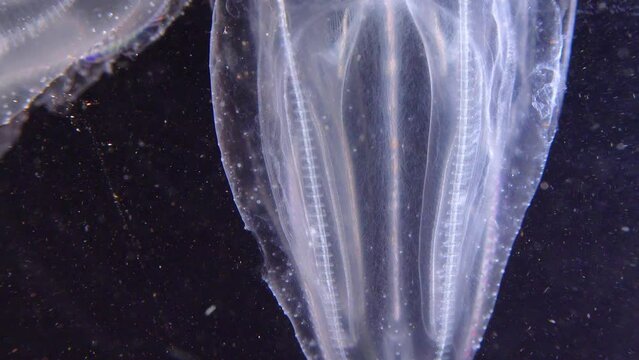 Invasive jellyfish ctenophora (Mnemiopsis leidyi), Black Sea