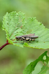 closeup the brown grasshopper hold on ladyfinger plant leaf in the farm soft focus natural green brown background.